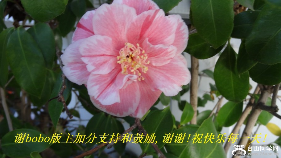 лboboӷֺ֧͹,лл!ףÿһ!.jpg