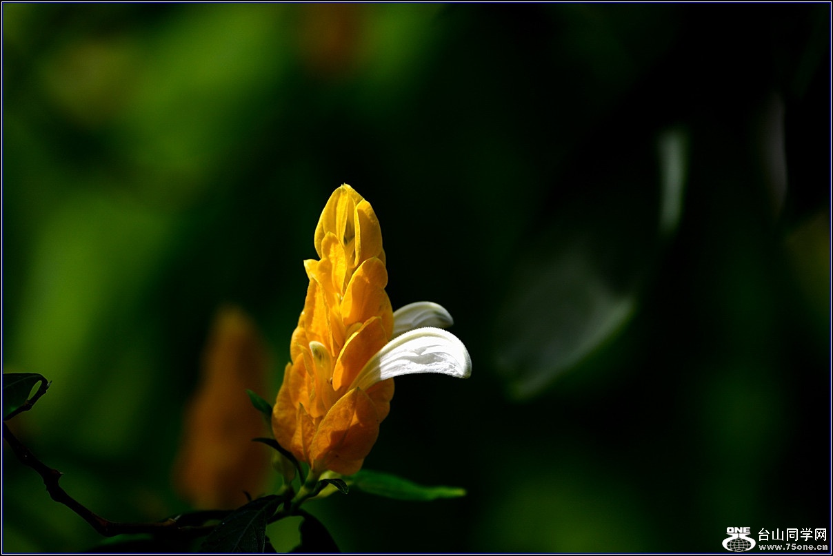 DSC_4543-2_.jpg