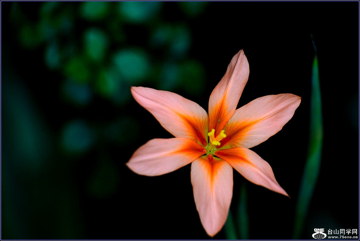 DSC_4816_.jpg