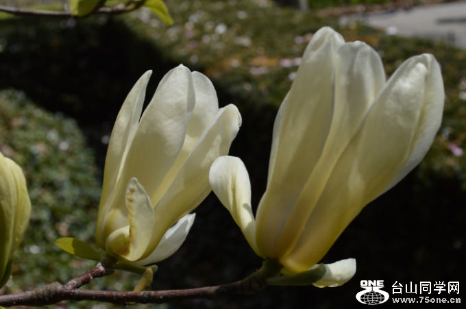 DSC_0554.jpg