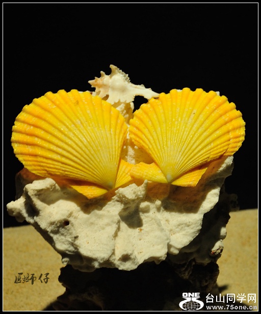 DSC_7572.jpg