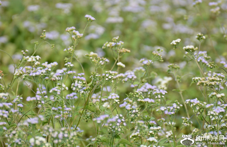 DSC_5470_1.JPG