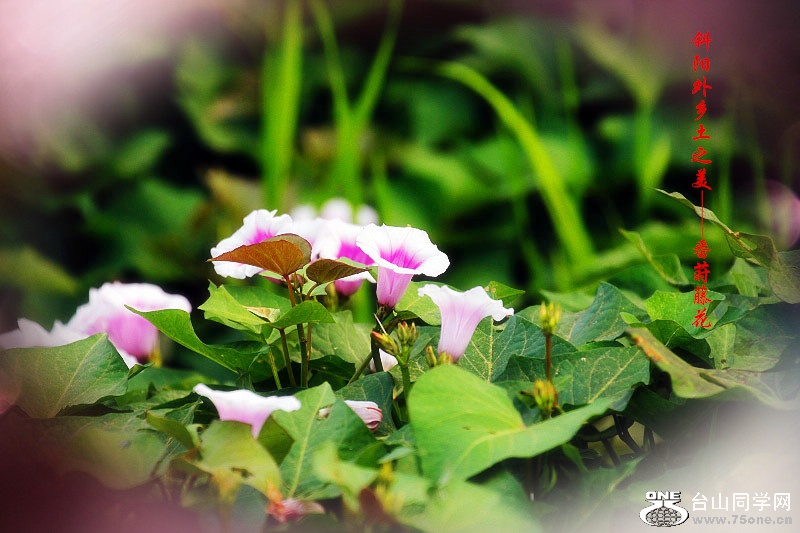 DPP_2015.4.10125_.jpg