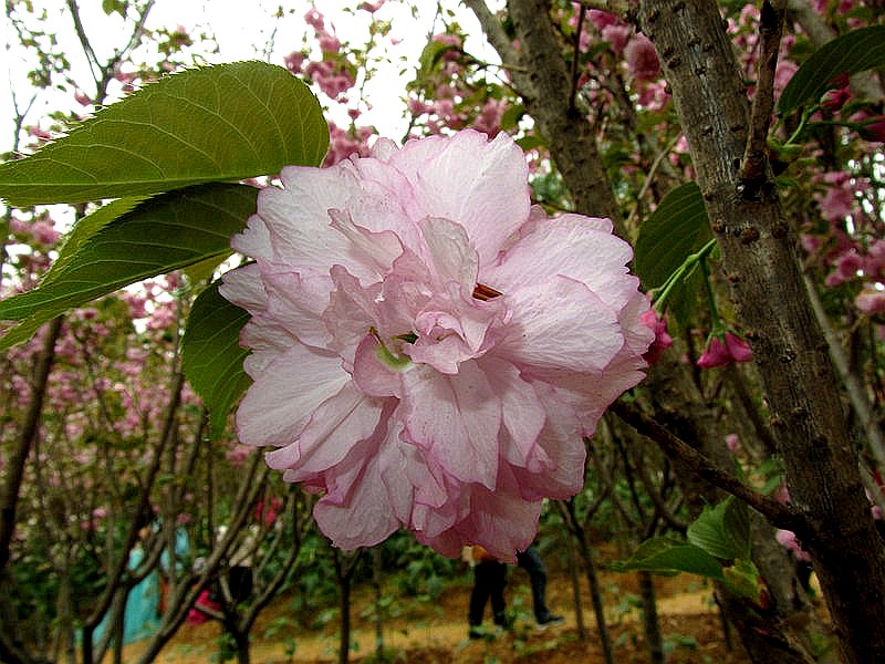 DSCF3937.jpg