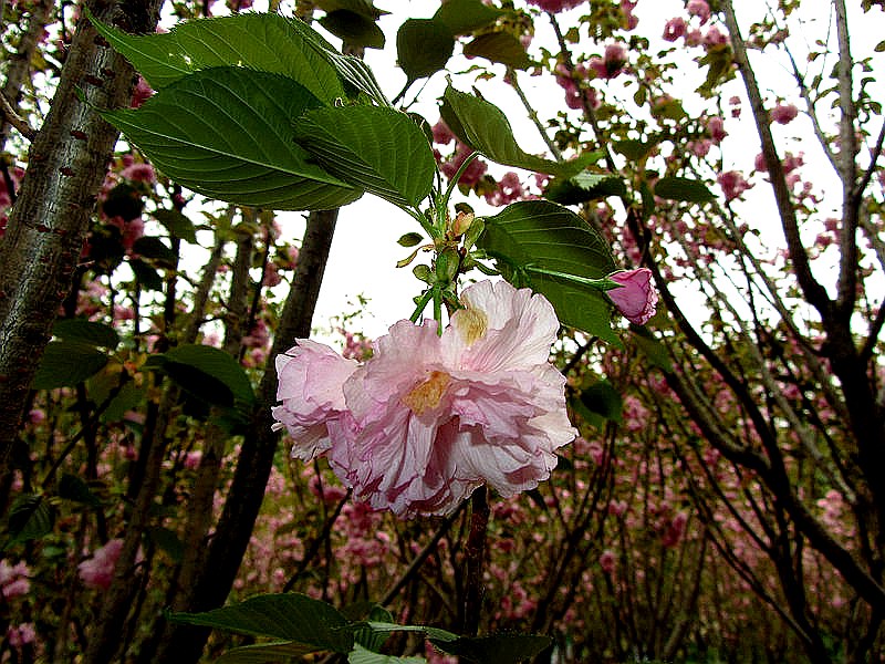 DSCF3938.jpg