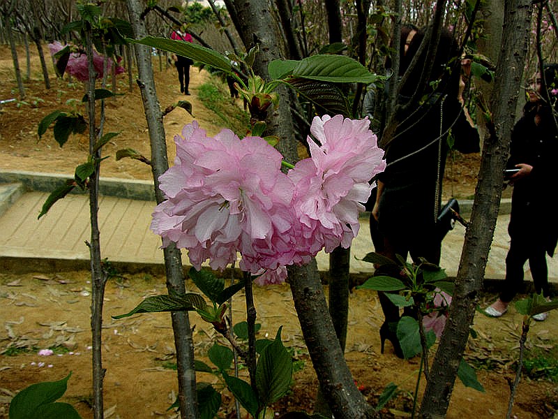 DSCF3939.jpg