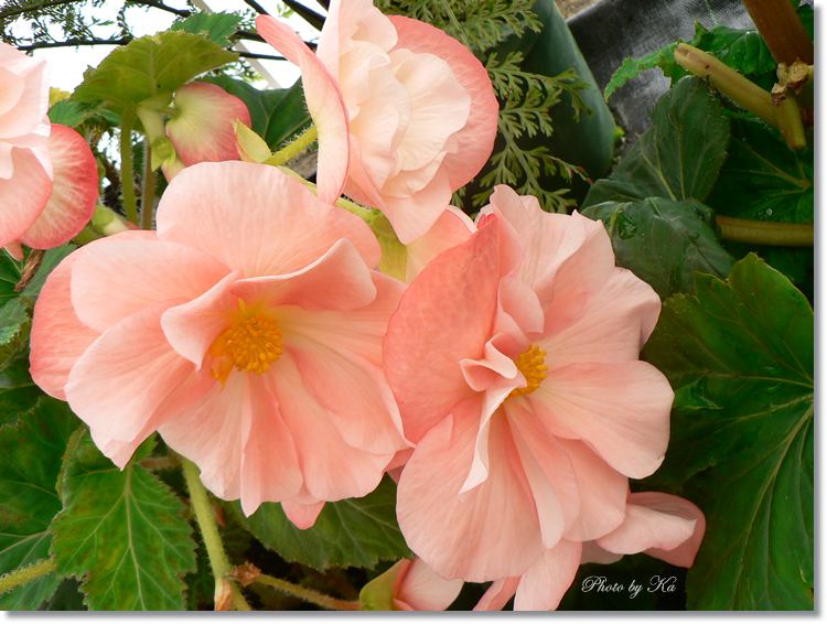 Flowers 08-03-15 200.jpg