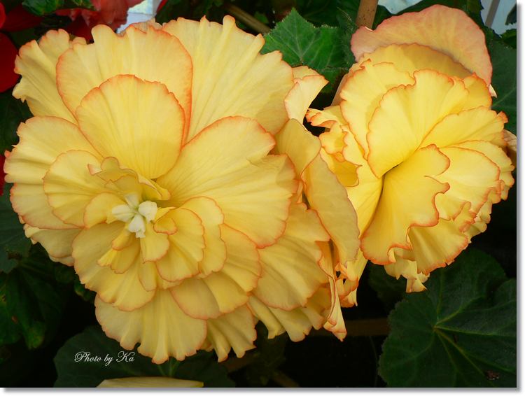 Flowers 08-03-15 099.jpg