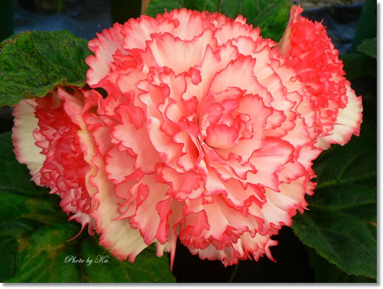 Flowers 08-03-15 100.jpg
