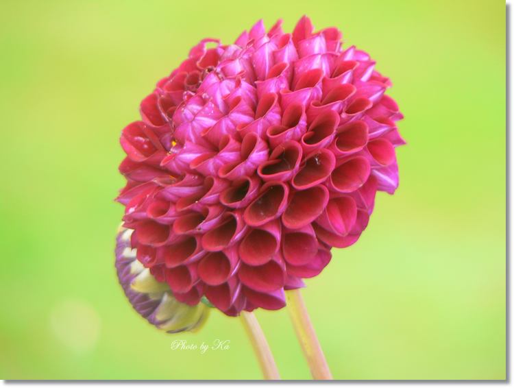 Flowers 08-03-15 006.jpg