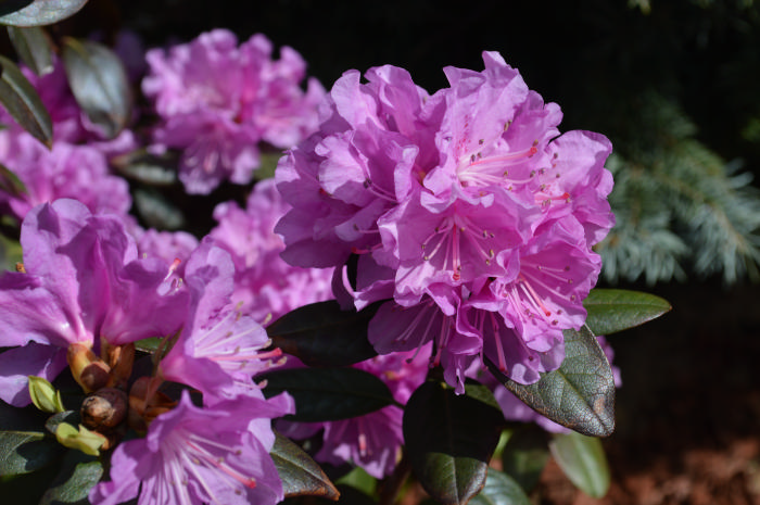 DSC_0183.jpg