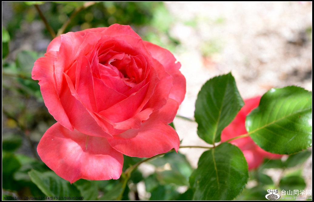 DSC_1031.jpg