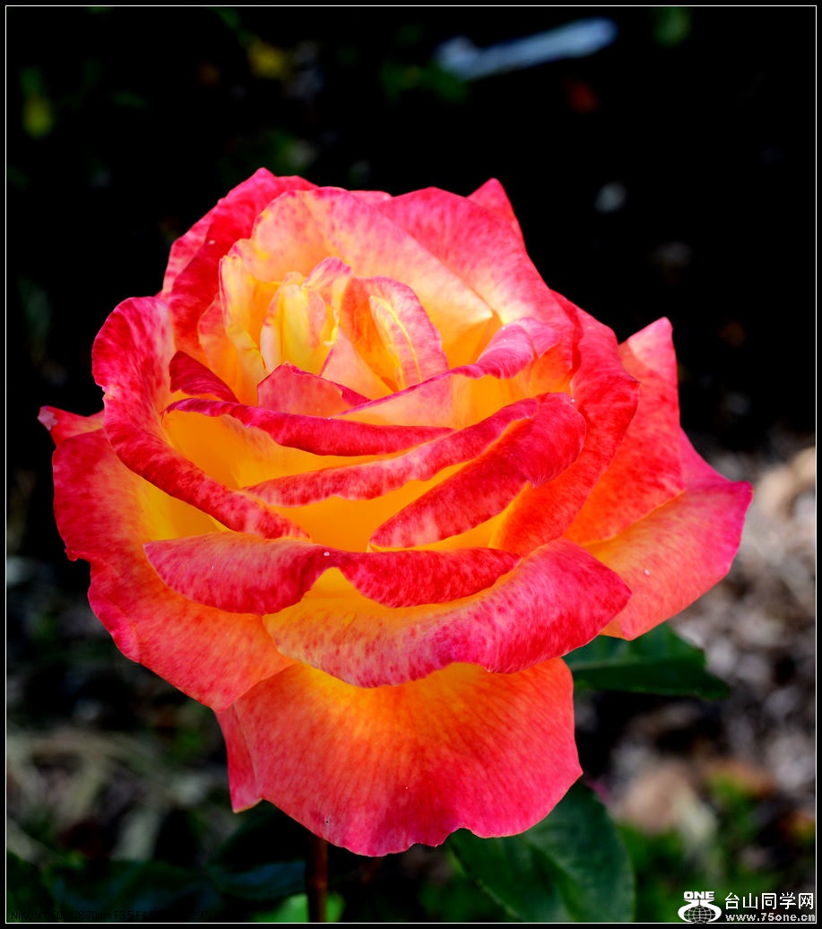 DSC_1046.jpg