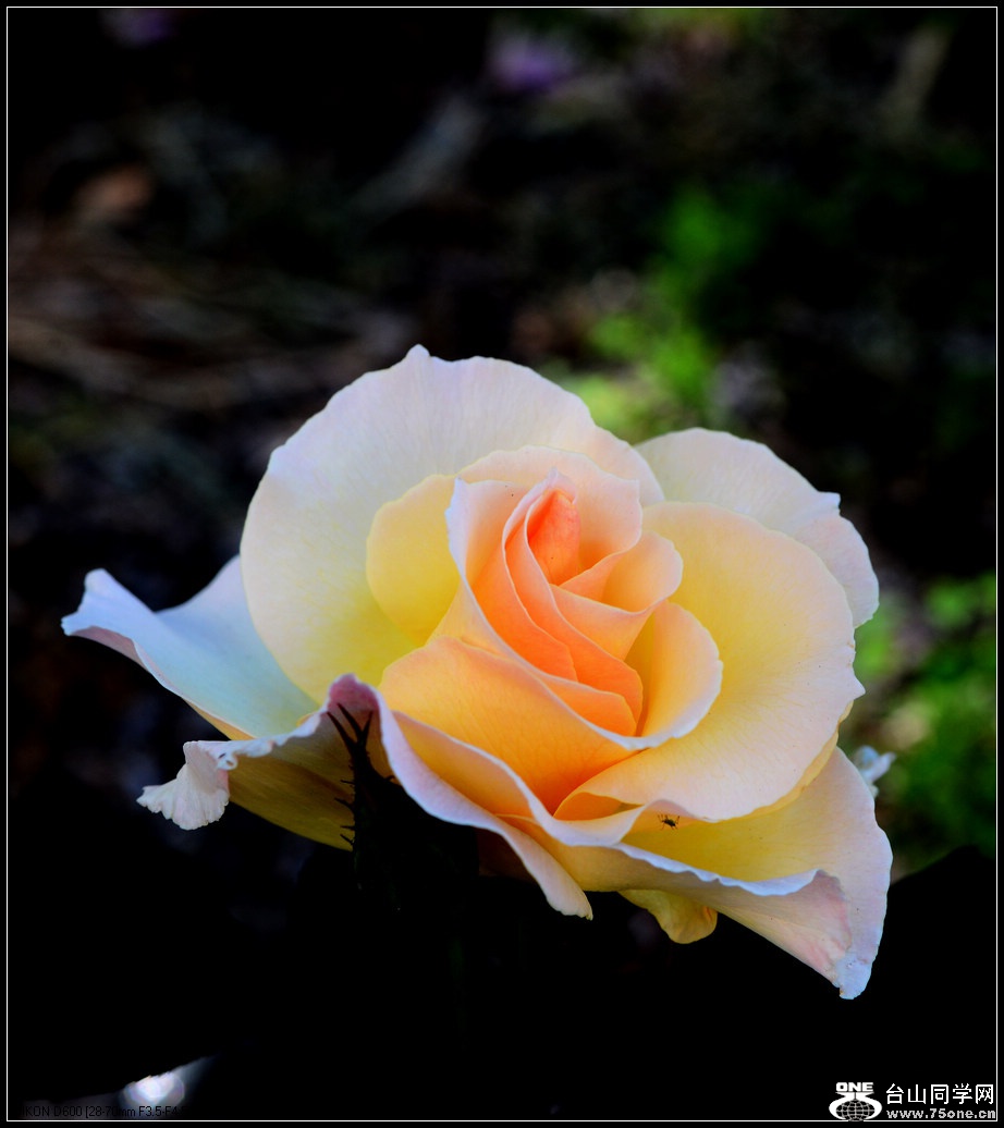 DSC_1045.jpg