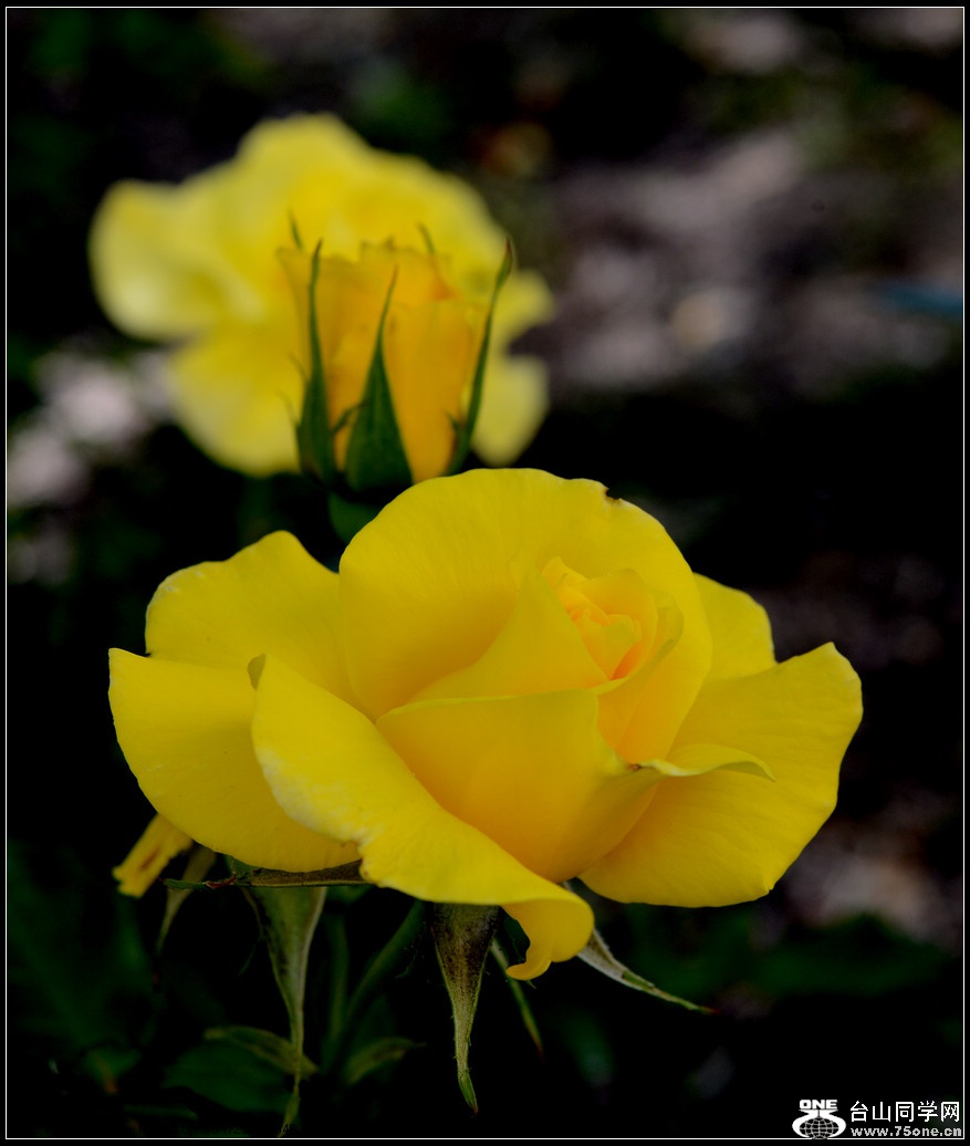DSC_1041.jpg
