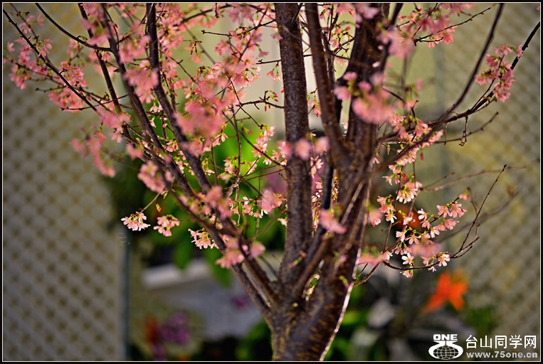 DSC_5981.JPG