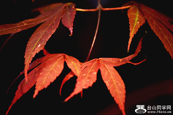 DSC_9390_.jpg