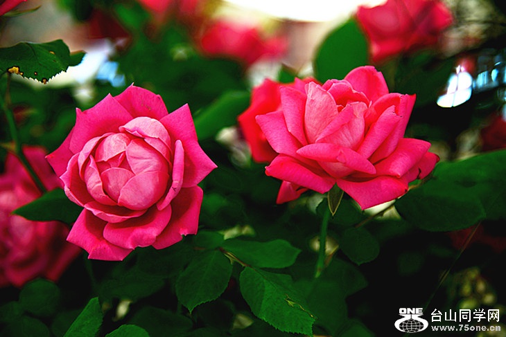 DSC_9447_.jpg