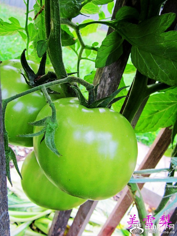28IMG_7321_conew1.JPG