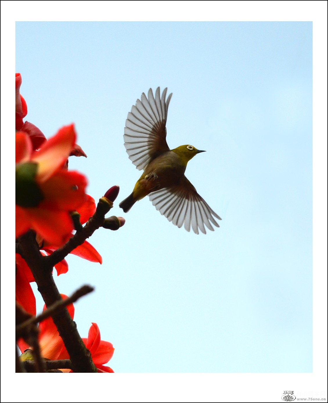 DSC_6662_conew1.jpg