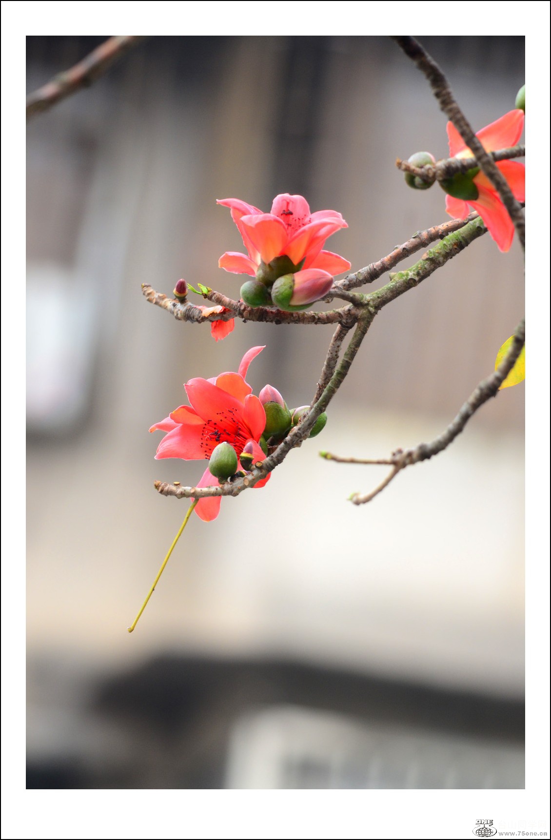 DSC_6642_conew1.jpg