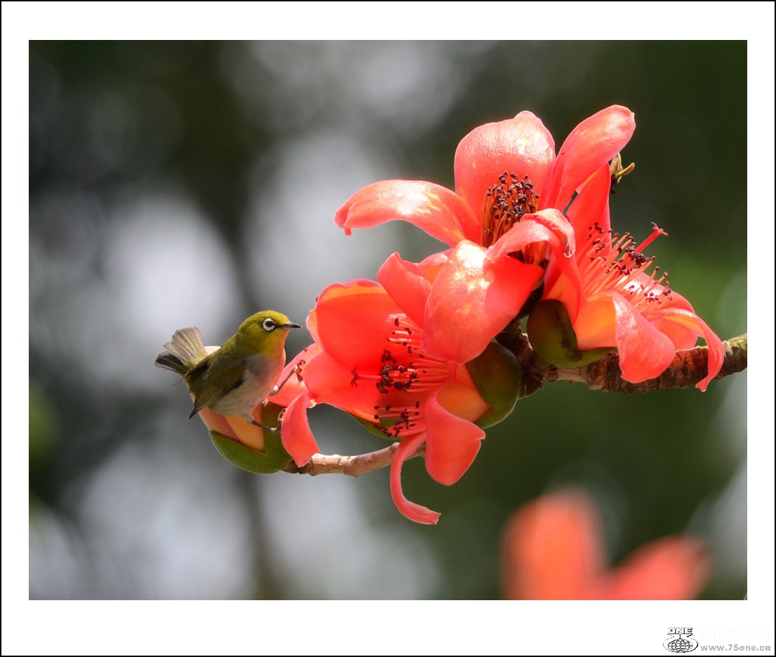 DSC_7694_conew1.jpg