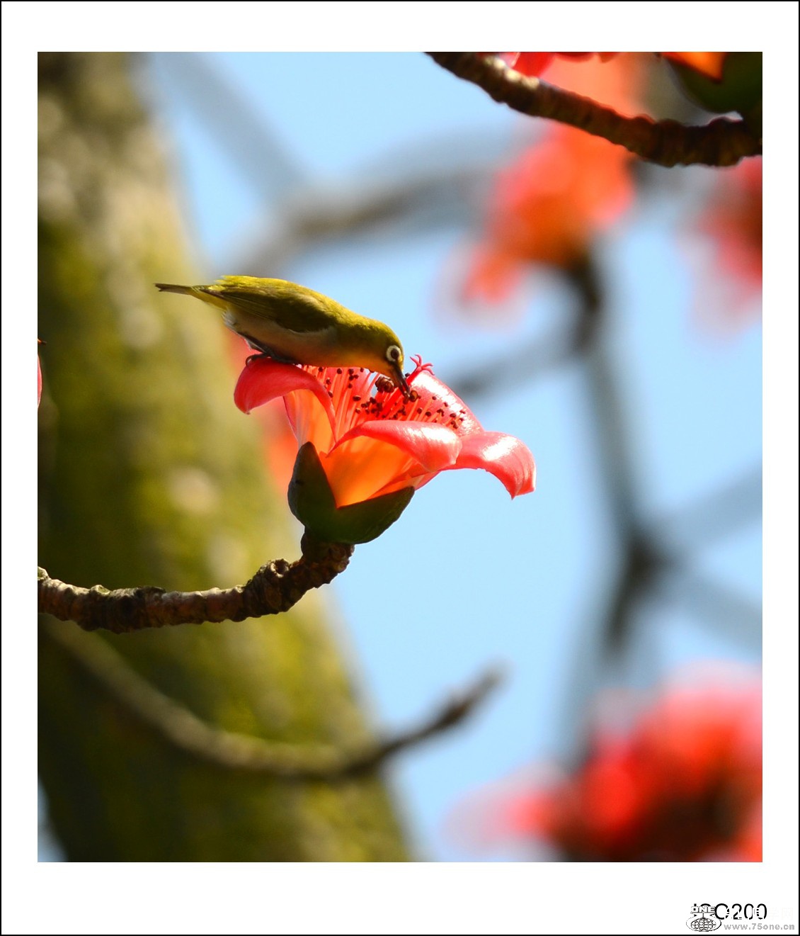 DSC_7303_conew1.jpg