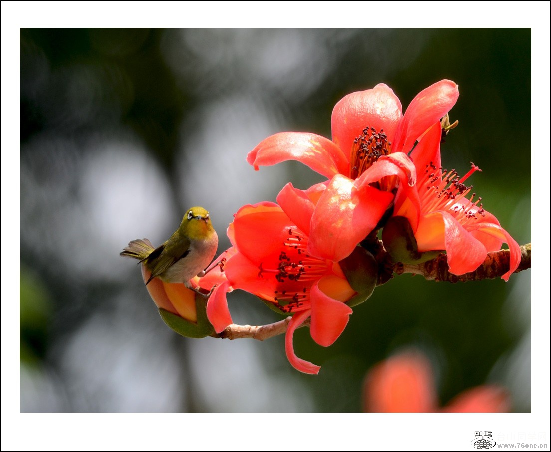 DSC_7680_conew1.jpg