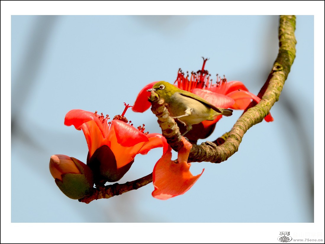 DSC_7527_conew1.jpg