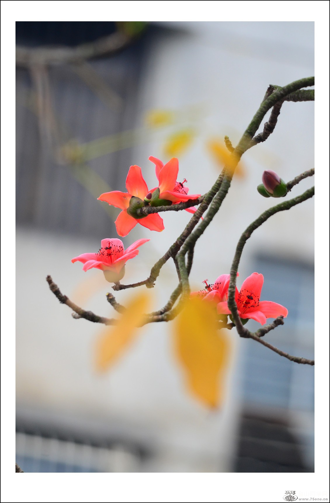DSC_6639_conew1.jpg