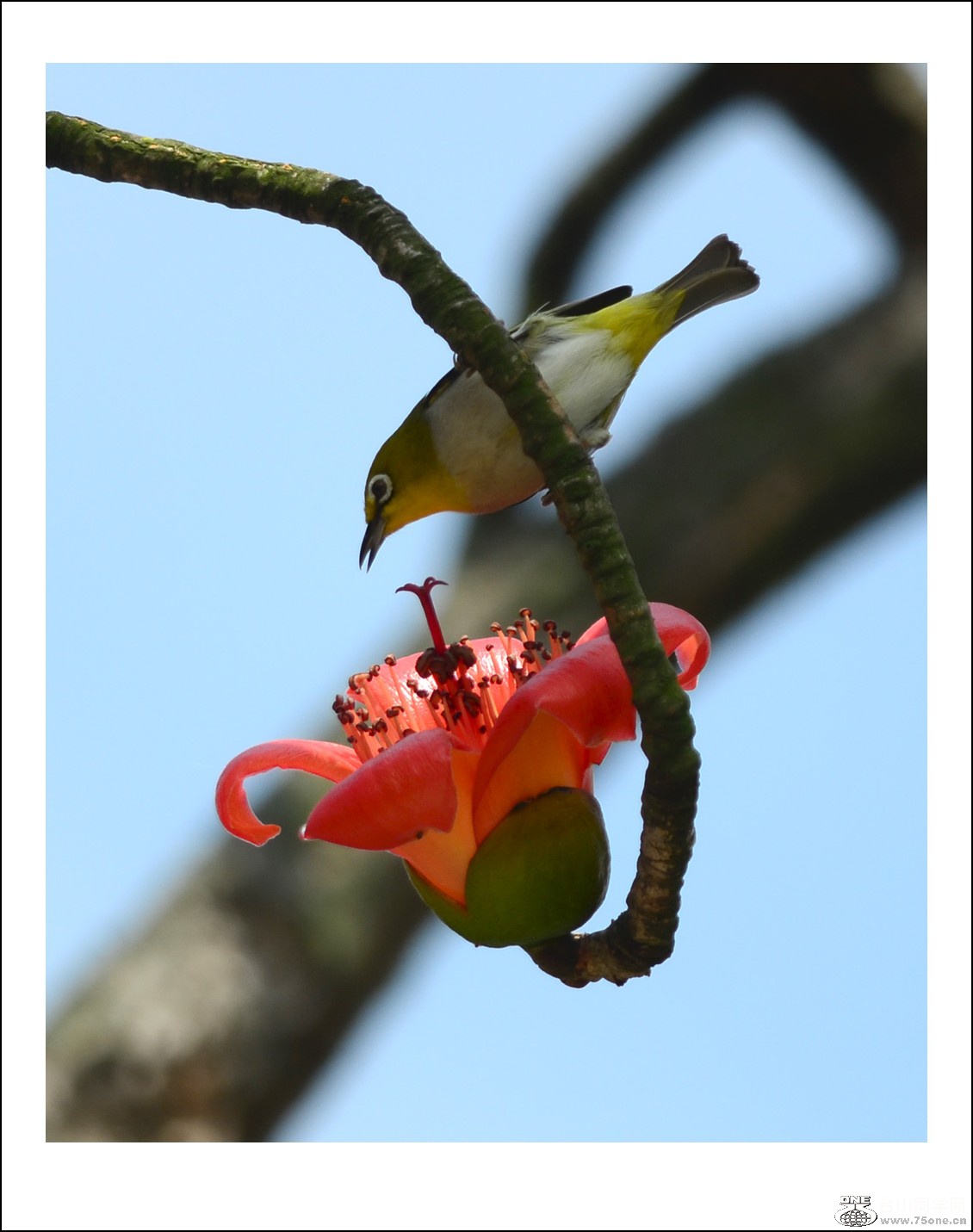 DSC_7742_conew1.jpg