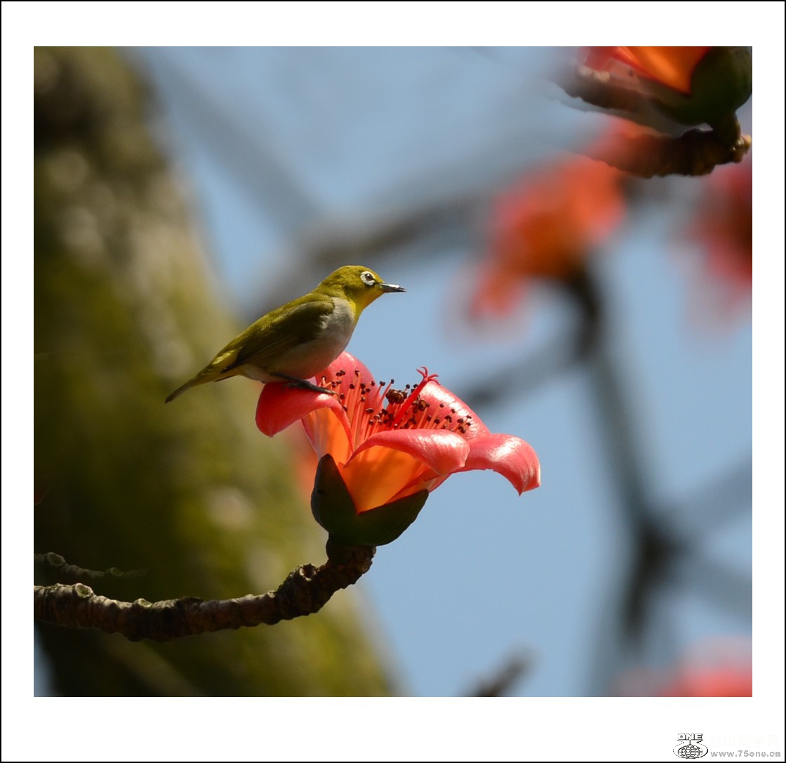 DSC_7357_conew1.jpg