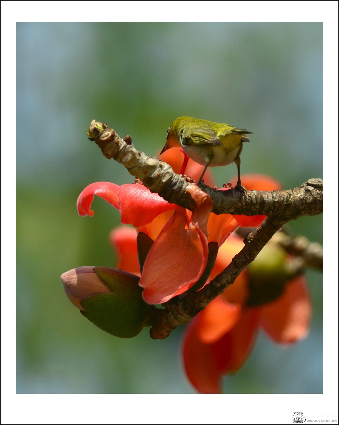 DSC_7712_conew1.jpg