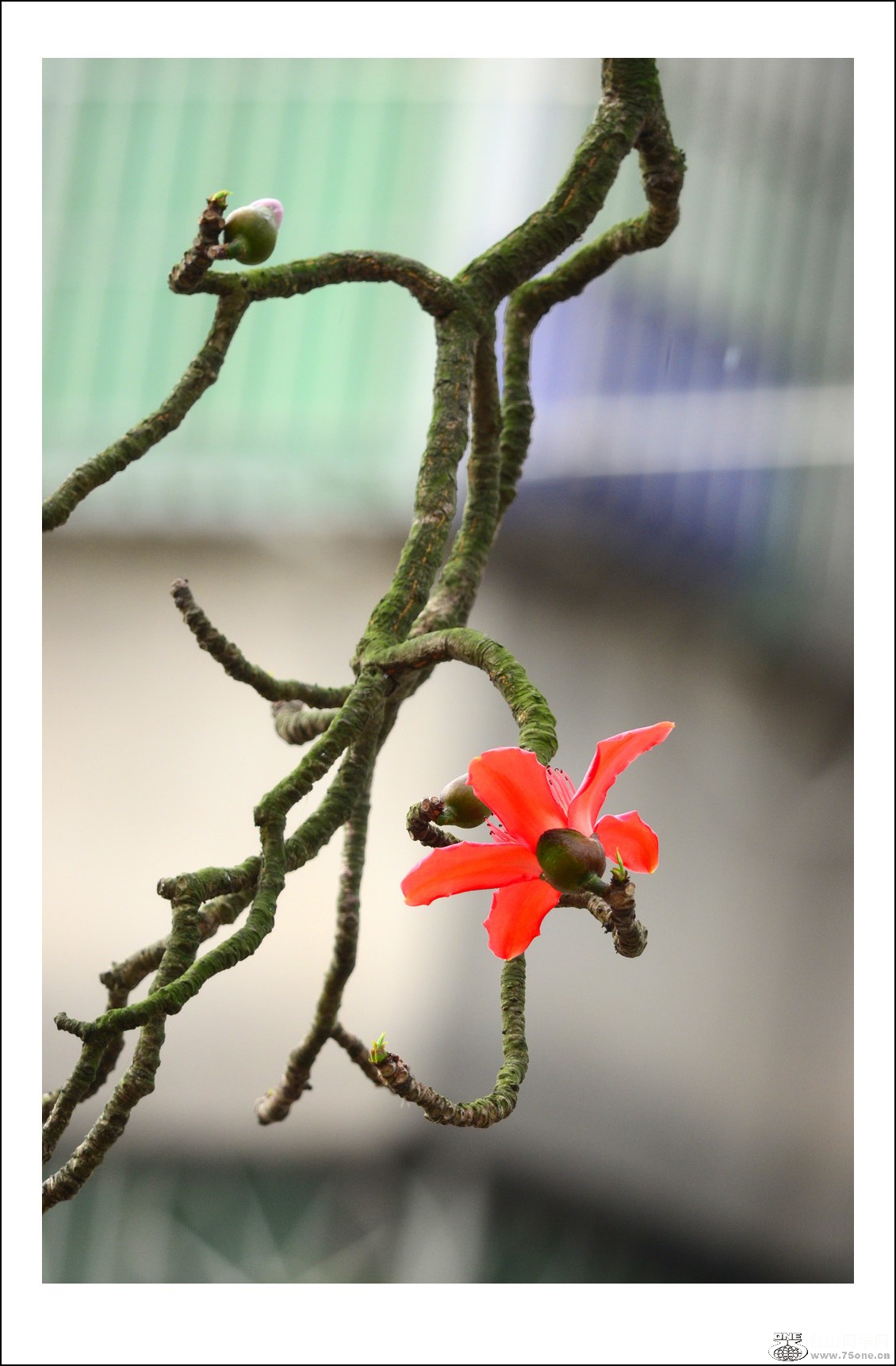 DSC_6733_conew1.jpg
