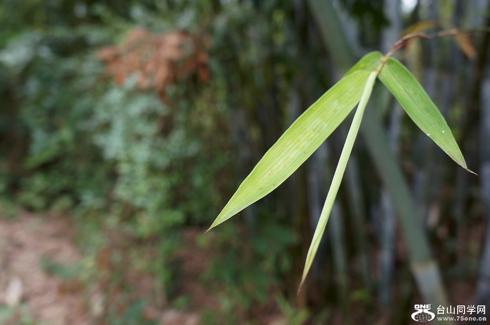 DSC02047sx.jpg