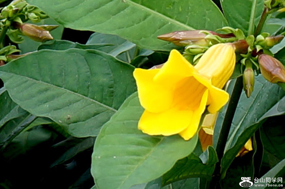 DSC02064sx.jpg
