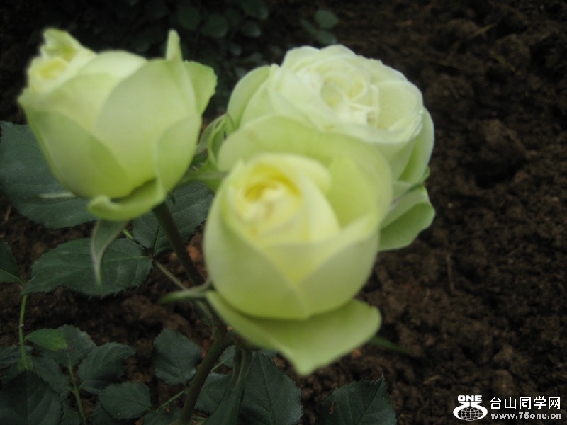 2015 109_.jpg