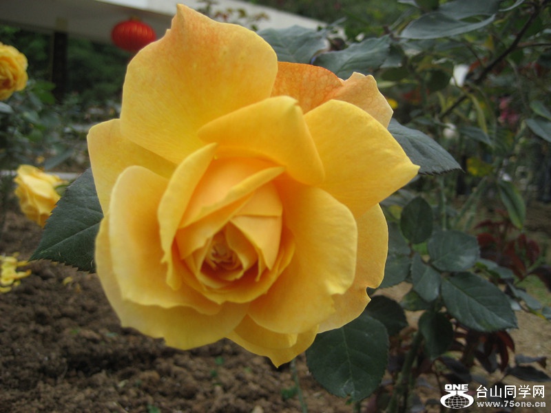 2015 093_.jpg