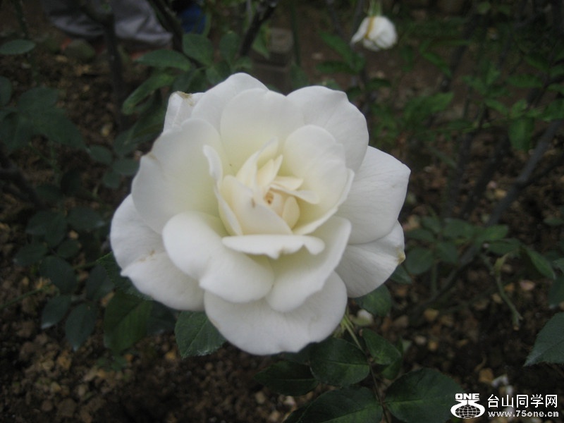 2015 103_.jpg