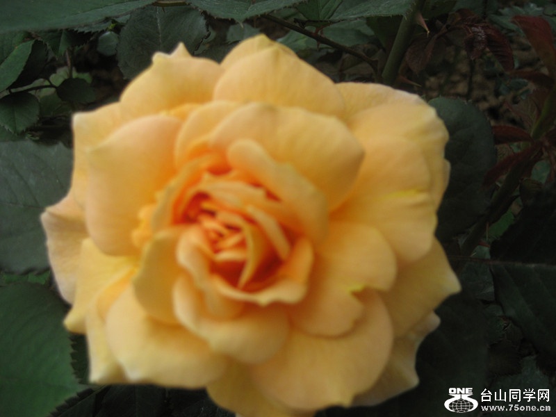 2015 102_.jpg