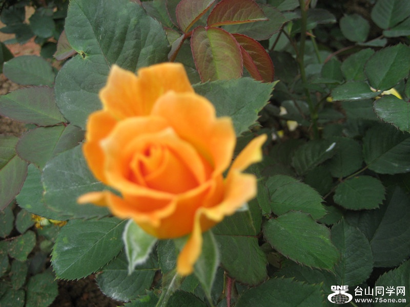 2015 100_.jpg