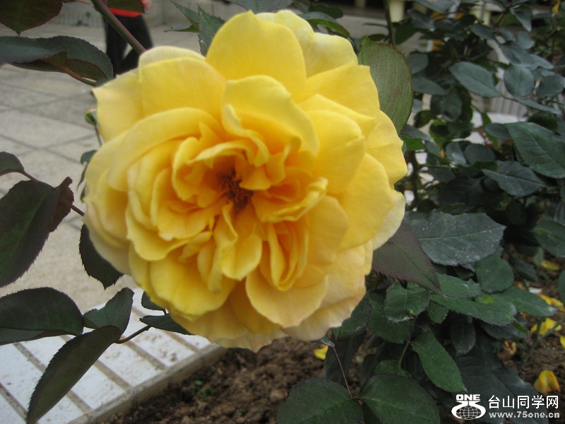 2015 094_.jpg