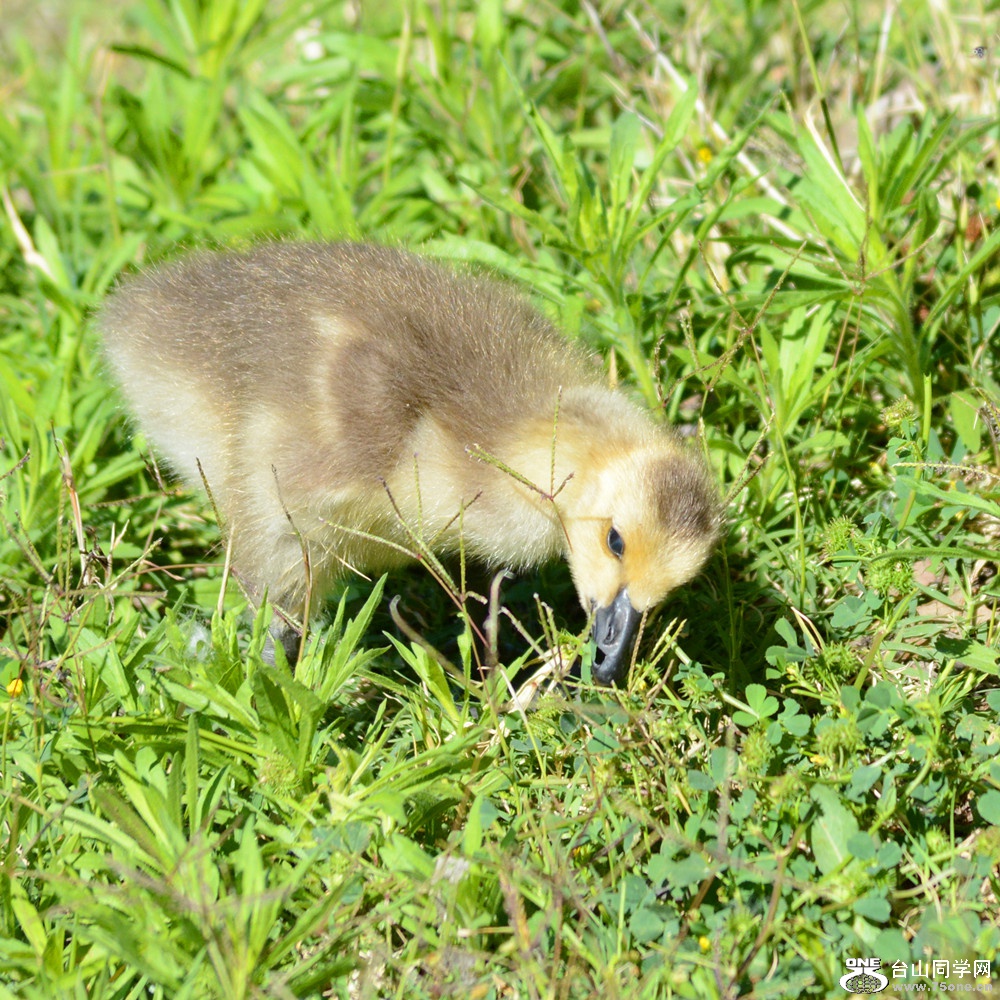 DSC_8218_85.jpg