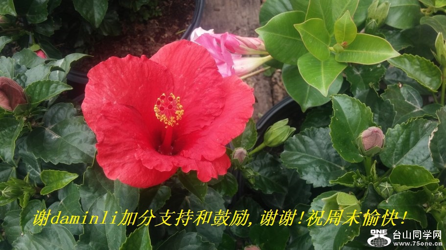 лdaminliӷֺ֧͹,лл!ףĩ!.jpg