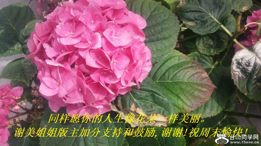 ͬԸ񻨶һлӷֺ֧͹,лл!ףĩ!.jpg