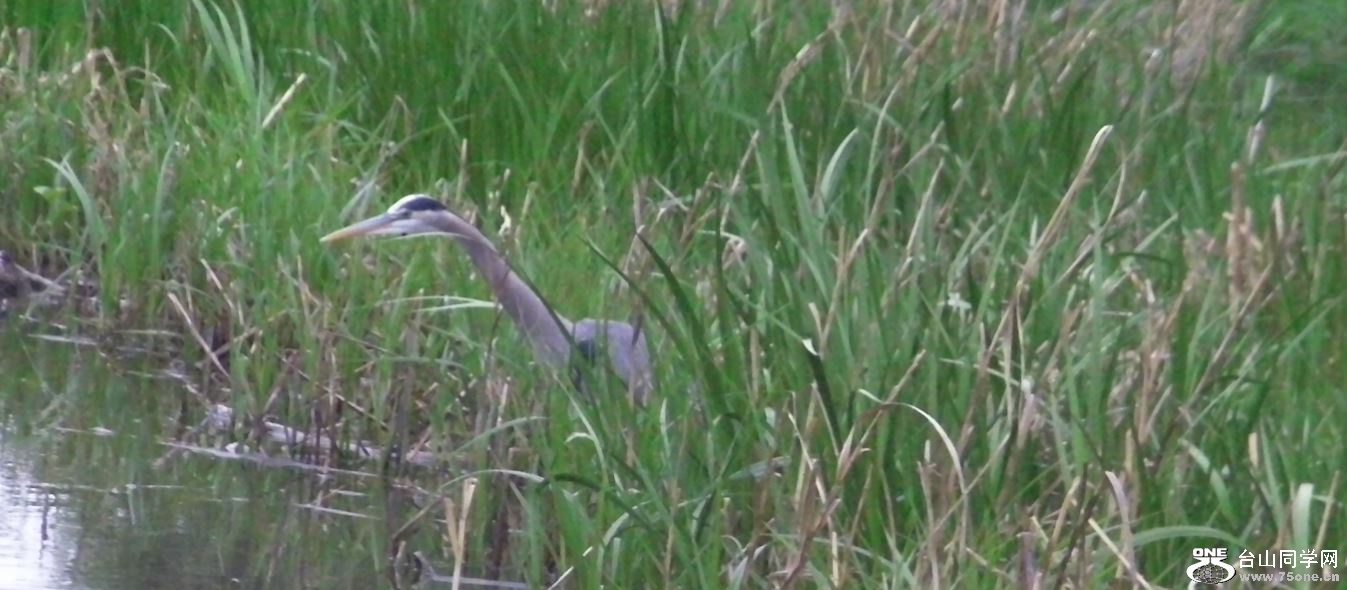 heron-5-10-2015-4.JPG
