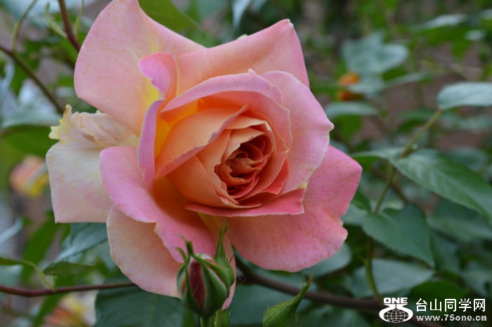 DSC_0061.JPG