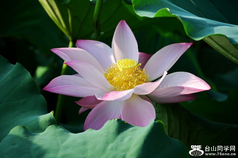 DSC_7341_conew1.jpg