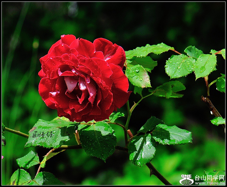 DSC_2423.jpg