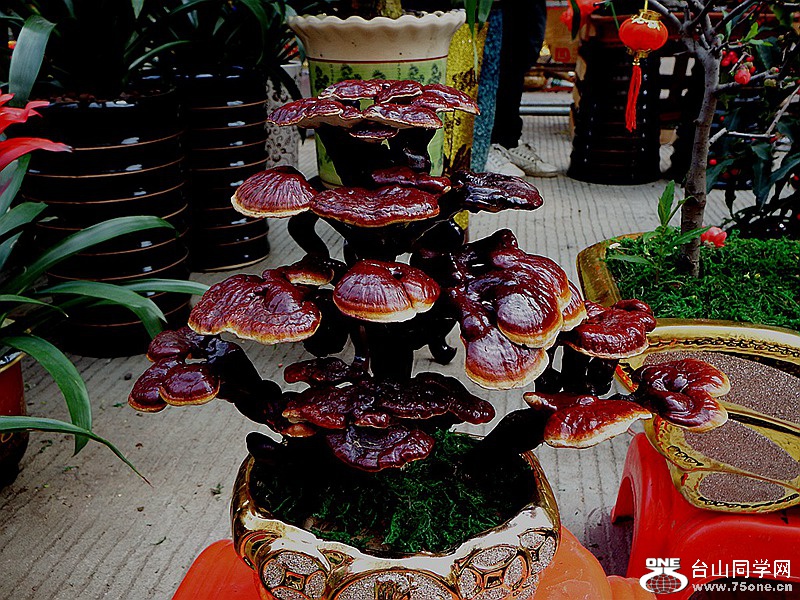 DSCF2157.JPG